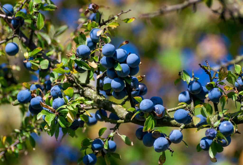 Branch with ripe blue sloe berries