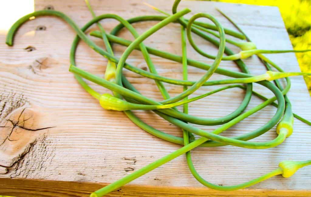 garlic scapes
